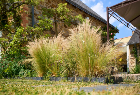 Plantation graminées jardin Angers Saumur